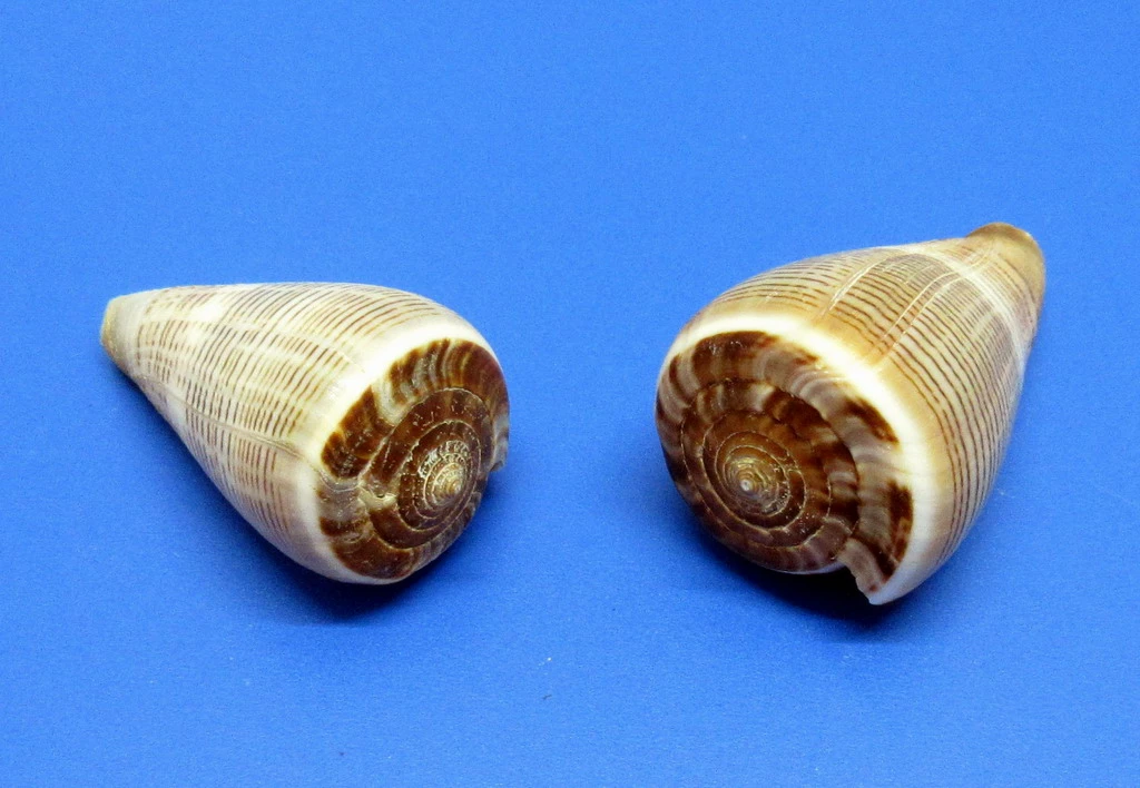 Feigenkegel-Schnecke - Schneckenhaus - Ca. 5-6 Cm - Unikat 3 Feigenkegel-Schnecke - Schneckenhaus - Ca. 5-6 Cm - Unikat