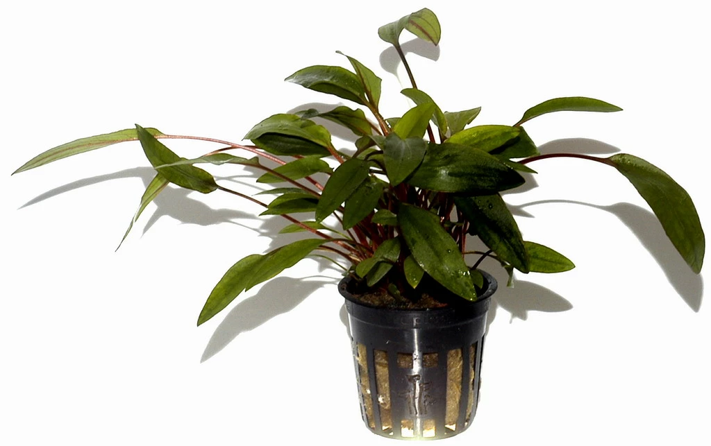 Breitblättriger Wasserkelch / Cryptocoryne Undulata 'Broad Leaves' 3 Breitblättriger Wasserkelch / Cryptocoryne Undulata 'Broad Leaves'