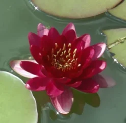 Kirschrote Zwergseerose / Nymphaea "Perry's Baby Red" *Rarität*