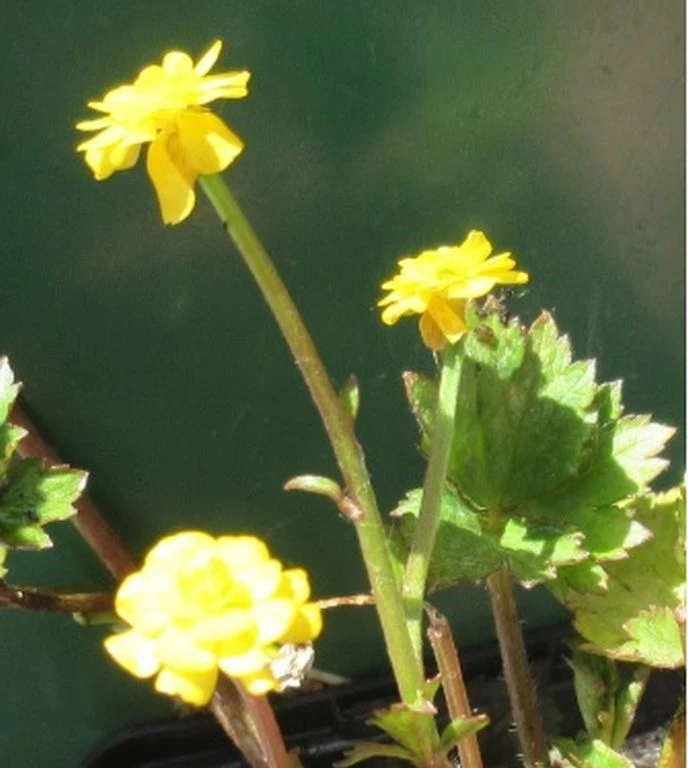 Gefüllter, Scharfer Hahnenfuß / Ranunculus Acris 'Multiplex' Im 9x9 Cm Topf 3 Gefüllter, Scharfer Hahnenfuß / Ranunculus Acris 'Multiplex' Im 9x9 Cm Topf