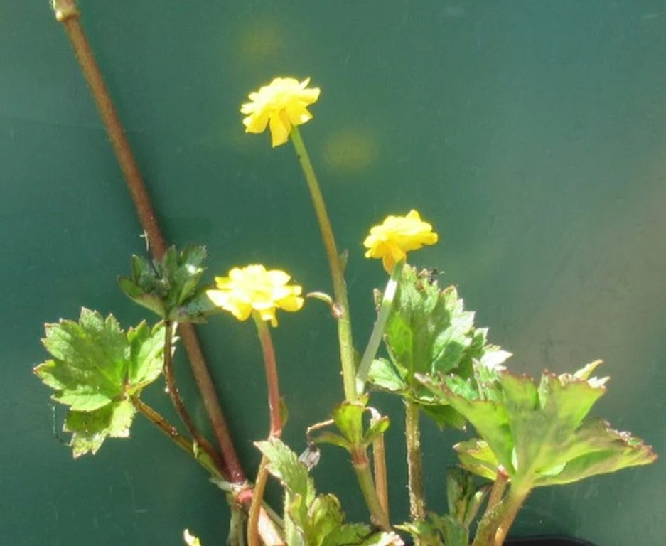 Gefüllter, Scharfer Hahnenfuß / Ranunculus Acris 'Multiplex' Im 9x9 Cm Topf 4 Gefüllter, Scharfer Hahnenfuß / Ranunculus Acris 'Multiplex' Im 9x9 Cm Topf – Bild 2