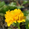 Gefüllte Sumpfdotterblume / Caltha Palustris Multiplex Im 9x9 Cm Topf 2 Gefüllte Sumpfdotterblume / Caltha Palustris Multiplex Im 9x9 Cm Topf -Hobby || DENNERLE || Flamingo Verkäufe 1121AA 1 1