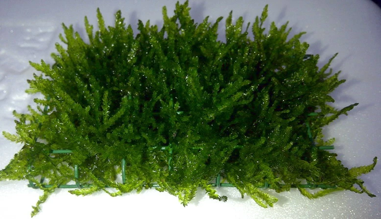 Flammenmoos Als Matte Ca. 80 X 50 Mm / Taxiphyllum Spec. Flame, Moos 3 Flammenmoos Als Matte Ca. 80 X 50 Mm / Taxiphyllum Spec. Flame, Moos