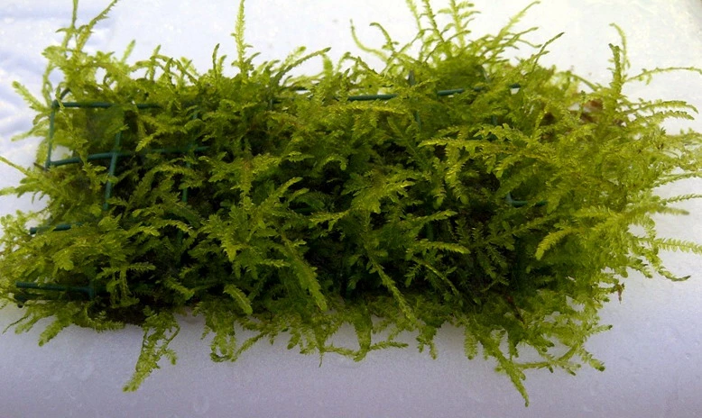 Trauermoos Als Matte 80 X 50 Mm / Vesicularia Ferriei Weeping Moss, Moos 3 Trauermoos Als Matte 80 X 50 Mm / Vesicularia Ferriei Weeping Moss, Moos