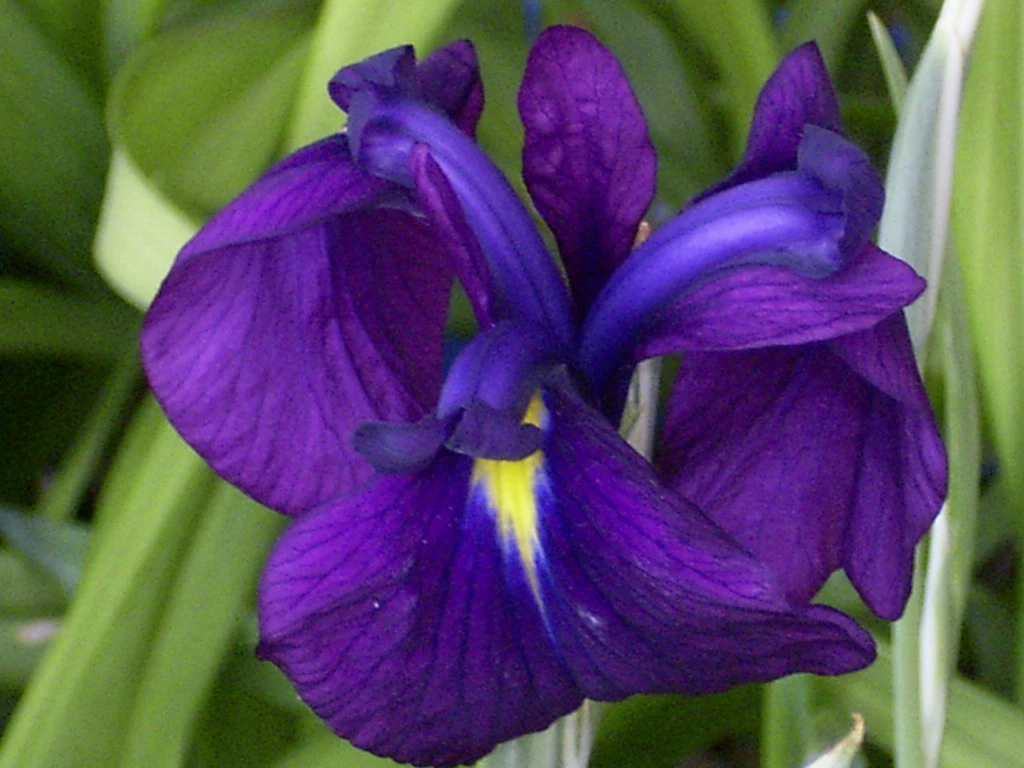 Gestreifte Glatte Sumpfschwertlilie / Iris Leavigata Variegata Im 9x9 Cm Topf 3 Gestreifte Glatte Sumpfschwertlilie / Iris Leavigata Variegata Im 9x9 Cm Topf