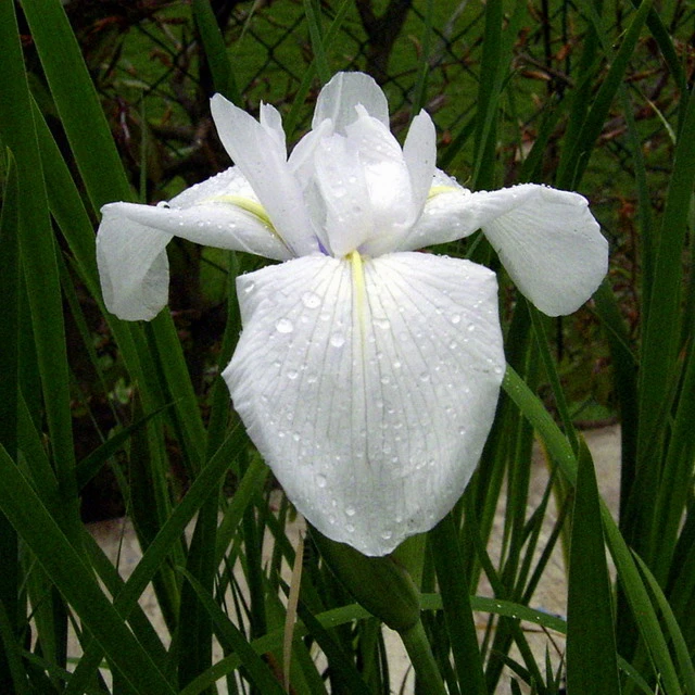 Weiße Sumpfschwertlilie / Iris Laevigata Snowdrift - ´Alba´ Im 9x9 Cm Topf 4 Weiße Sumpfschwertlilie / Iris Laevigata Snowdrift - ´Alba´ Im 9x9 Cm Topf – Bild 2