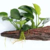 Wurzel+Saugnapf Mit Breitblättrigem Speerblatt / Anubias Barteri Auf Wurzel+Sauger 2 Wurzel+Saugnapf Mit Breitblättrigem Speerblatt / Anubias Barteri Auf Wurzel+Sauger -Hobby || DENNERLE || Flamingo Verkäufe 114DE 1 2