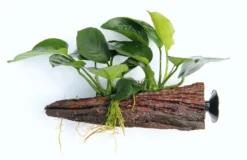 Wurzel+Saugnapf Mit Breitblättrigem Speerblatt / Anubias Barteri Auf Wurzel+Sauger