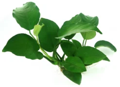 Wurzel+Saugnapf Mit Breitblättrigem Speerblatt / Anubias Barteri Auf Wurzel+Sauger 7 Wurzel+Saugnapf Mit Breitblättrigem Speerblatt / Anubias Barteri Auf Wurzel+Sauger -Hobby || DENNERLE || Flamingo Verkäufe 114DE 1 6