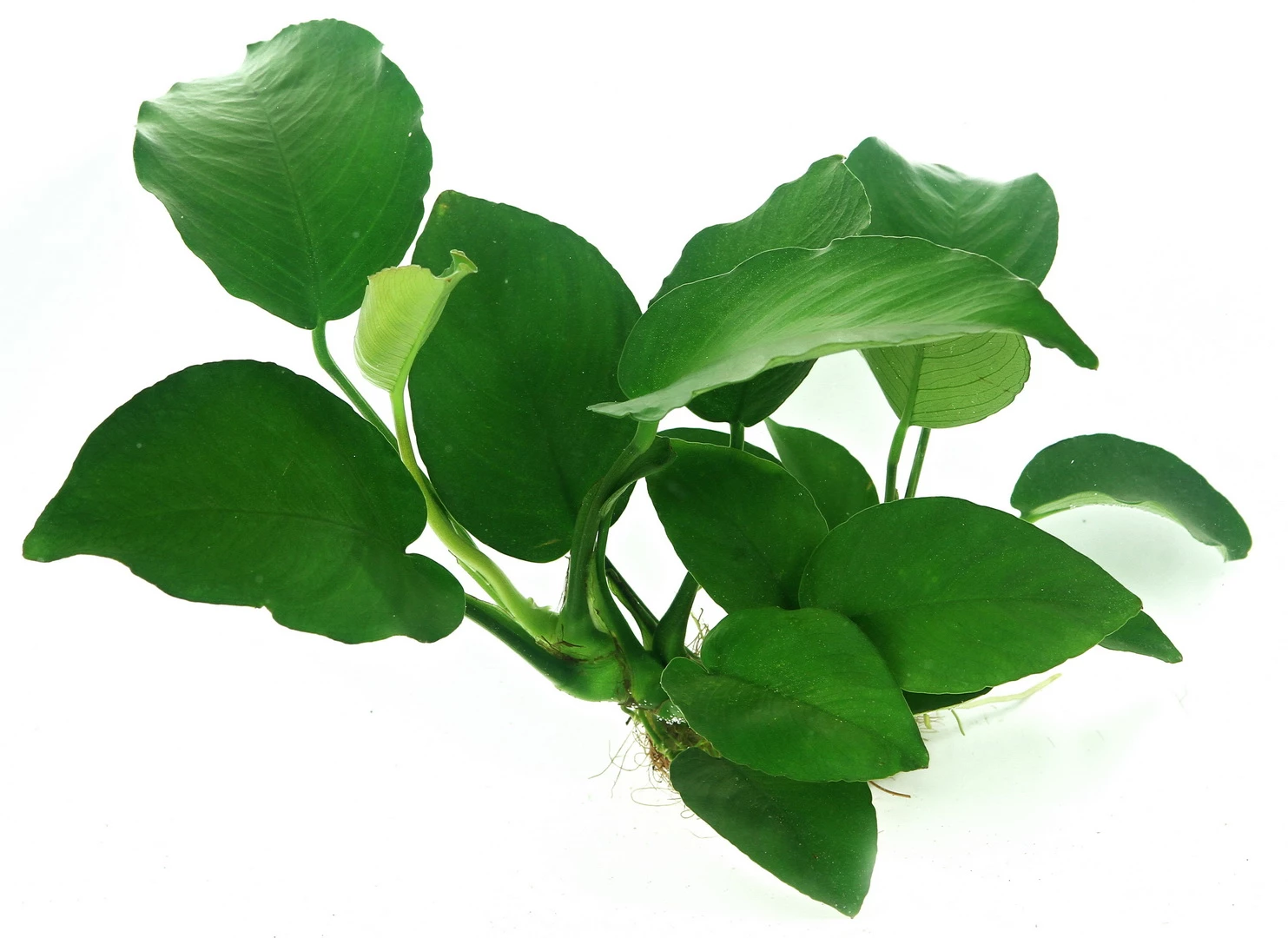 Wurzel+Saugnapf Mit Breitblättrigem Speerblatt / Anubias Barteri Auf Wurzel+Sauger 5 Wurzel+Saugnapf Mit Breitblättrigem Speerblatt / Anubias Barteri Auf Wurzel+Sauger – Bild 3