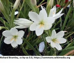 Weiße Sumpfgladiole / Schizostyle Coccinea Alba Im 9x9 Cm Topf *** Rarität