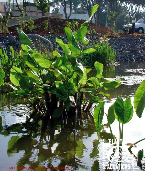 Wasser-Canna - Maranthe / Thalia Dealbata Im 9x9 Cm Topf 3 Wasser-Canna - Maranthe / Thalia Dealbata Im 9x9 Cm Topf