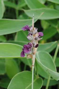 Wasser-Canna - Maranthe / Thalia Dealbata Im 9x9 Cm Topf 5 Wasser-Canna - Maranthe / Thalia Dealbata Im 9x9 Cm Topf -Hobby || DENNERLE || Flamingo Verkäufe 1164AA 1 2