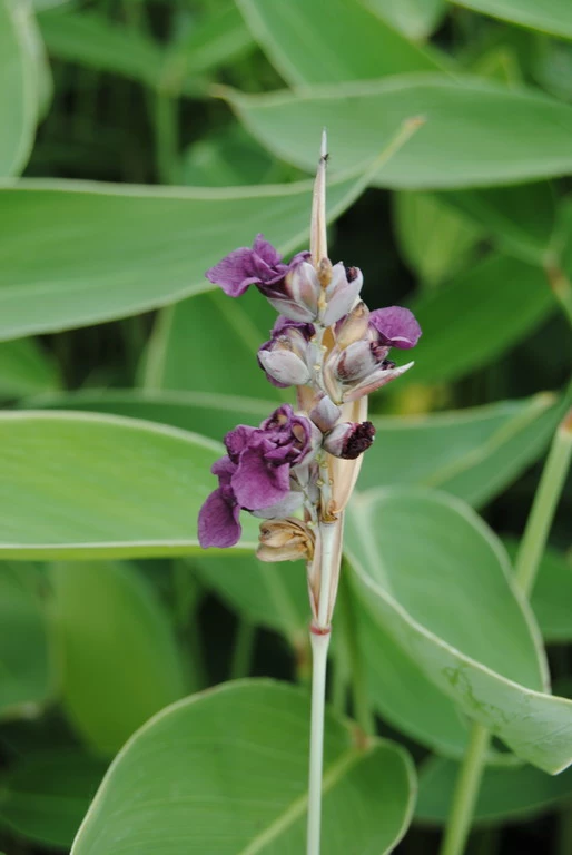 Wasser-Canna - Maranthe / Thalia Dealbata Im 9x9 Cm Topf 4 Wasser-Canna - Maranthe / Thalia Dealbata Im 9x9 Cm Topf – Bild 2