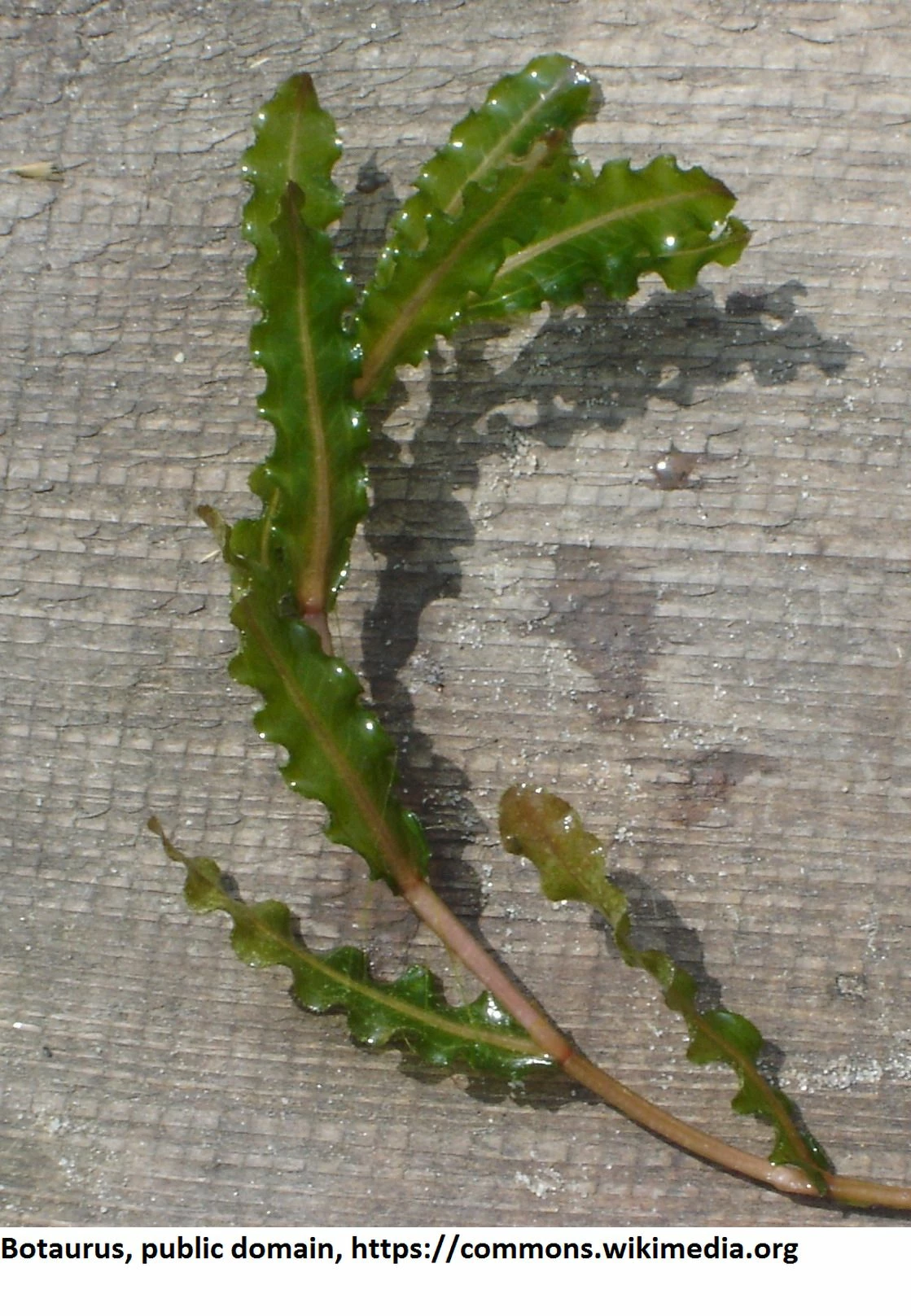 Krauses Laichkraut / Potamogeton Crispus Im 9x9 Cm Topf 3 Krauses Laichkraut / Potamogeton Crispus Im 9x9 Cm Topf