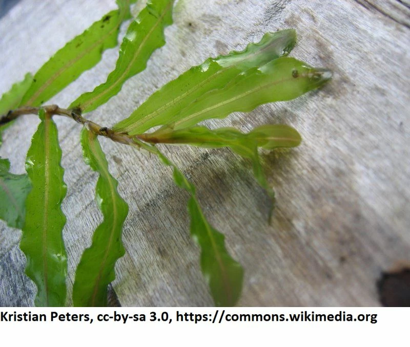 Krauses Laichkraut / Potamogeton Crispus Im 9x9 Cm Topf 4 Krauses Laichkraut / Potamogeton Crispus Im 9x9 Cm Topf – Bild 2