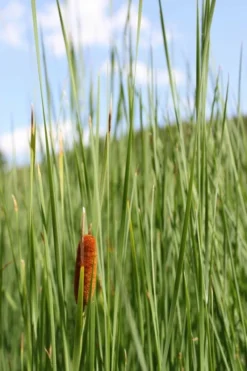 Schlanker-Rohrkolben / Typha Laxmannii Im 9x9 Cm Topf