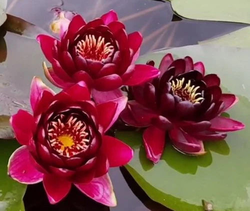 Weinrote Seerose / Nymphaea "Black Princess" *Rarität* 3 Weinrote Seerose / Nymphaea "Black Princess" *Rarität*