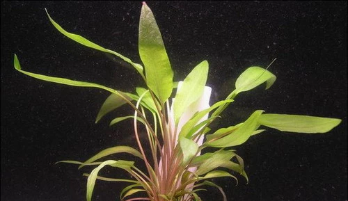 XL In-Vitro Gewellter Wasserkelch / Cryptocoryne Undulata 3 XL In-Vitro Gewellter Wasserkelch / Cryptocoryne Undulata