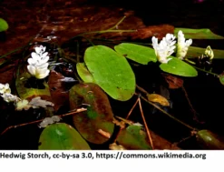 Afrikanische Wasserähre / Aponogeton Distachyos Im 9x9 Cm Topf -Hobby || DENNERLE || Flamingo Verkäufe 1225AA 1 4 scaled