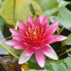Rote Zwerg-Seerose / Nymphaea Pygmaea ´Rubra´ Miniseerose Im 9x9 Cm Topf -Hobby || DENNERLE || Flamingo Verkäufe 1240AA 1 1