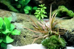 Weißblühender Wasserkelch / Cryptocoryne Albida 'Brown' -Hobby || DENNERLE || Flamingo Verkäufe 126B T 1 6