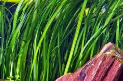 Marmorierte Wasserschraube / Vallisneria Spiralis 'Tiger'