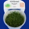 1-2-GROW! Bonsai-Nadelsimse / Eleocharis Pusilla Von TROPICA -Hobby || DENNERLE || Flamingo Verkäufe 132BTC T 1 2