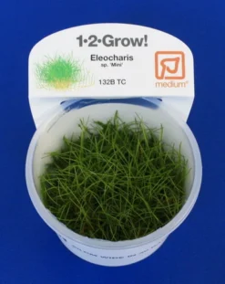 1-2-GROW! Bonsai-Nadelsimse / Eleocharis Pusilla Von TROPICA
