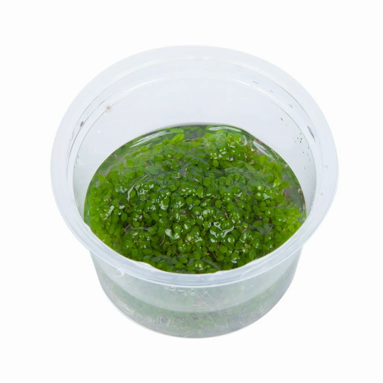 1-2-GROW! Wasserpfeffer / Elatine Hydropiper 4 1-2-GROW! Wasserpfeffer / Elatine Hydropiper – Bild 2