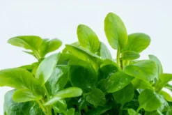 1-2-GROW! Zwerg-Kardinalslobelie / Lobelia Cardinalis Mini Von TROPICA -Hobby || DENNERLE || Flamingo Verkäufe 143tc T 1 4