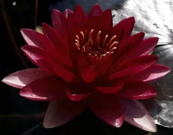 Dunkel Kirschrote Seerose / Nymphaea "Perry's Almost Black" *TOP-Rarität*