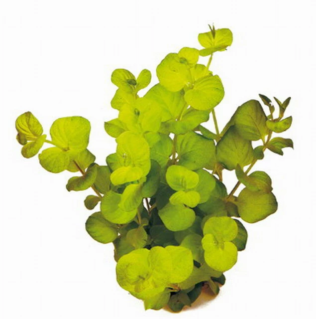 Goldenes Pfennigkraut / Lysimachia Nummularia Auera Im Topf 3 Goldenes Pfennigkraut / Lysimachia Nummularia Auera Im Topf