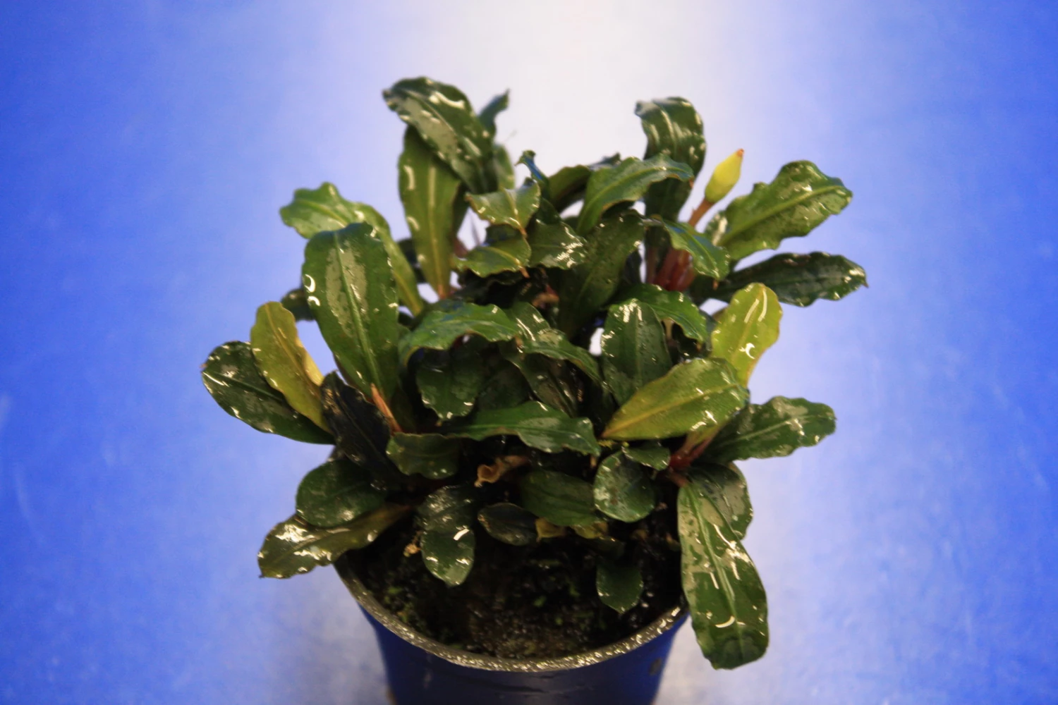 Rote Mini Bucephalandra Sp. 'Lamandau Mini Red' ***RARITÄT*** 3 Rote Mini Bucephalandra Sp. 'Lamandau Mini Red' ***RARITÄT***