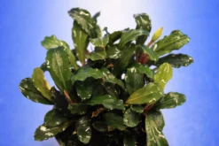 Rote Mini Bucephalandra Sp. 'Lamandau Mini Red' ***RARITÄT*** 6 Rote Mini Bucephalandra Sp. 'Lamandau Mini Red' ***RARITÄT*** -Hobby || DENNERLE || Flamingo Verkäufe 1517BL 1 2