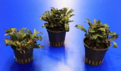 Rote Mini Bucephalandra Sp. 'Lamandau Mini Red' ***RARITÄT*** 7 Rote Mini Bucephalandra Sp. 'Lamandau Mini Red' ***RARITÄT*** -Hobby || DENNERLE || Flamingo Verkäufe 1517BL 1 4