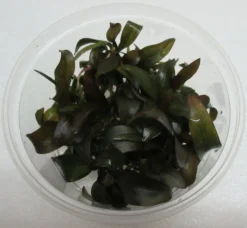 XL In-Vitro "Hot Pepper" Schwertpflanze / Echinodorus "Hot Pepper"