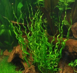 1-2-GROW! Korkenzieher Schwertpflanze / Helanthium 'Vesuvius'