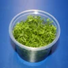 In-Vitro Nanjenshan-Rotala / Rotala Sp. 'Nanjenshan' -Hobby || DENNERLE || Flamingo Verkäufe 1610DZ 1 1