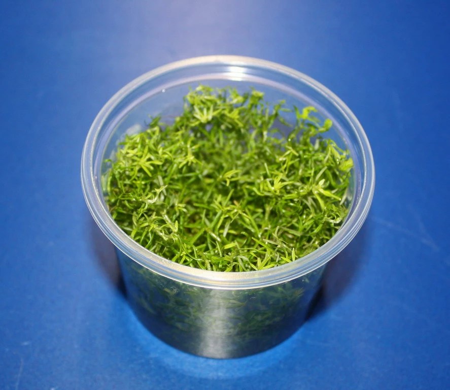 In-Vitro Nanjenshan-Rotala / Rotala Sp. 'Nanjenshan' 3 In-Vitro Nanjenshan-Rotala / Rotala Sp. 'Nanjenshan'