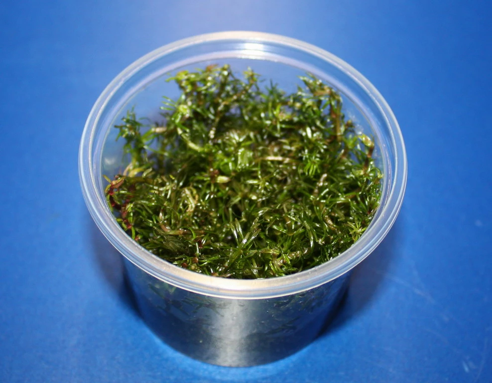 In-Vitro Rotala Sp. "Vietnam" 3 In-Vitro Rotala Sp. "Vietnam"