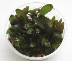 XL In-Vitro Paul Klöckner Schwertpflanze / Echinodorus Paul Kloeckner