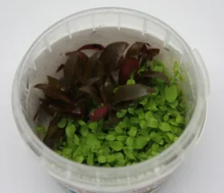 In-Vitro Duo-Becher Mini-Papageienblatt & Monte-Carlo Zwergperlkraut