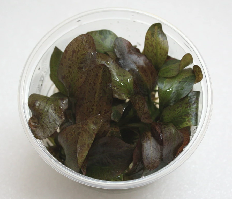 XL In-Vitro Rot Geflammte Schwertpflanze / Echinodorus Red Flame 3 XL In-Vitro Rot Geflammte Schwertpflanze / Echinodorus Red Flame