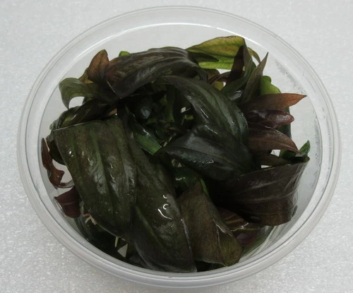 XL In-Vitro Rubinrote Schwertpflanze / Echinodorus 'Rubin' 3 XL In-Vitro Rubinrote Schwertpflanze / Echinodorus 'Rubin'