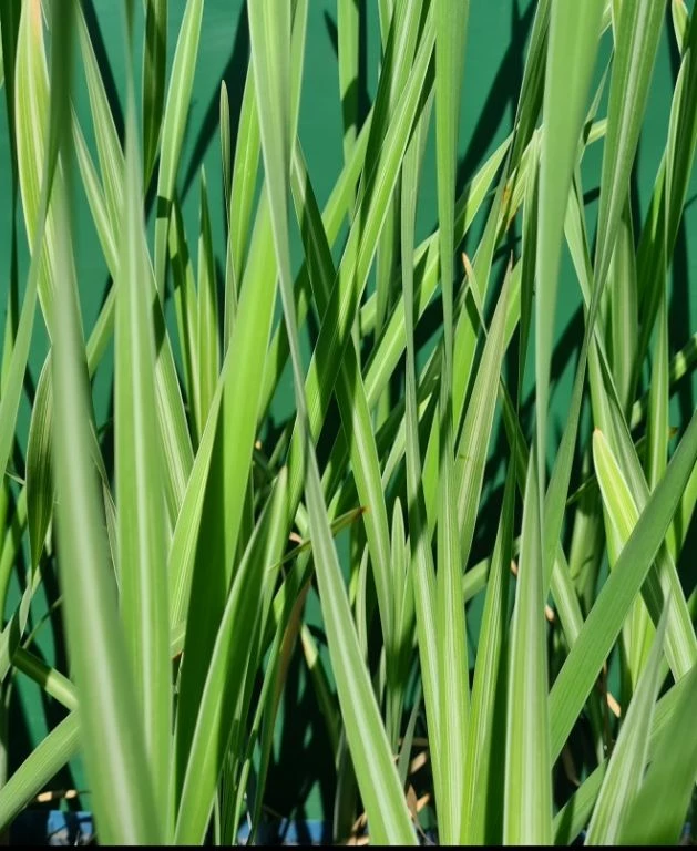 Gestreifter Rohrkolben / Typha Latifolia Variegata Im 9x9 Cm Topf 3 Gestreifter Rohrkolben / Typha Latifolia Variegata Im 9x9 Cm Topf