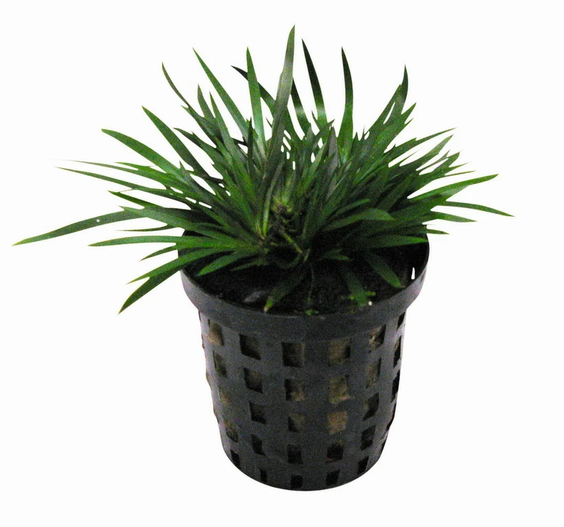 Zwergkalmus / Acorus Gramineus Pussilus - Pusiles 3 Zwergkalmus / Acorus Gramineus Pussilus - Pusiles