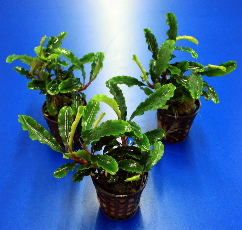 Bucephalandra Sp. 'Green Velvet' Im Topf ***RARITÄT*** 4 Bucephalandra Sp. 'Green Velvet' Im Topf ***RARITÄT*** – Bild 2