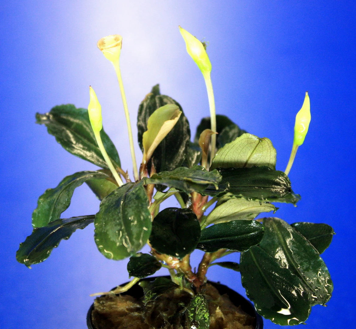 Bucephalandra 'Theia Green Blue' Im Topf ***RARITÄT*** 4 Bucephalandra 'Theia Green Blue' Im Topf ***RARITÄT*** – Bild 2