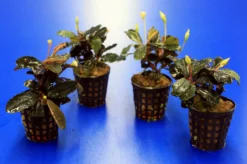 Bucephalandra 'Theia Green Blue' Im Topf ***RARITÄT*** 7 Bucephalandra 'Theia Green Blue' Im Topf ***RARITÄT*** -Hobby || DENNERLE || Flamingo Verkäufe 2020259AD 1 6